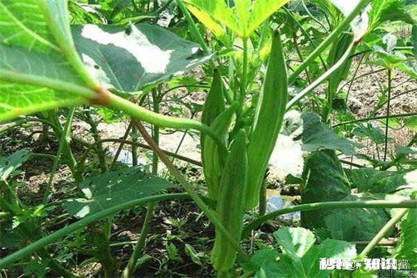 黄秋葵如何有效的种植才能达到高产