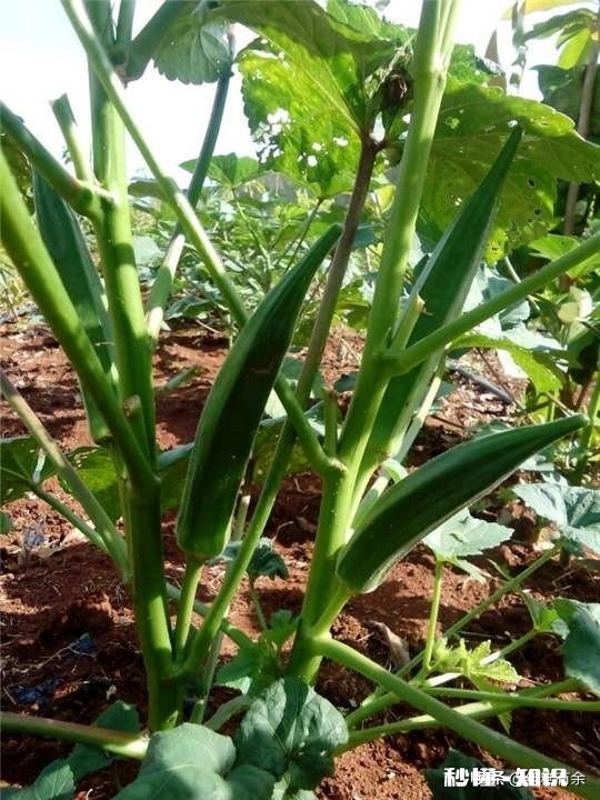 黄秋葵如何有效的种植才能达到高产