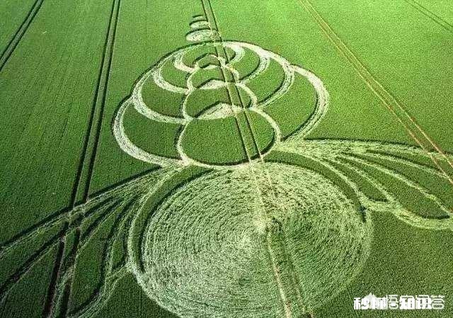 为什么会出现玉米苗长得大小不一的现象呢