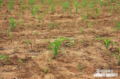 为什么会出现玉米苗长得大小不一的现象呢