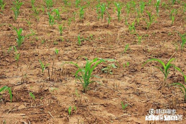 为什么会出现玉米苗长得大小不一的现象呢
