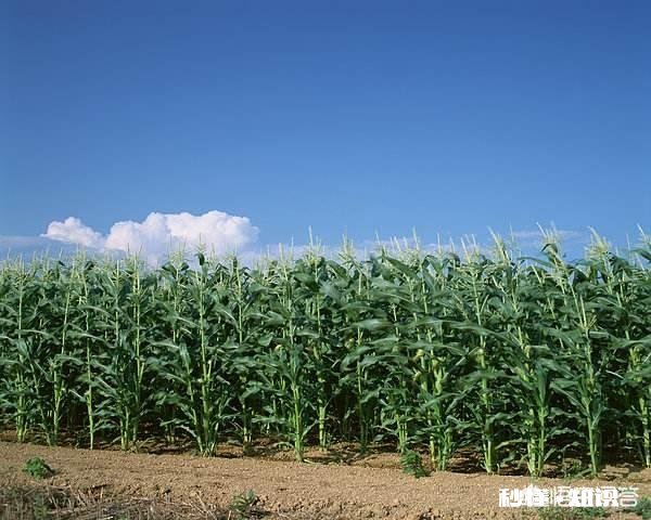 为什么会出现玉米苗长得大小不一的现象呢