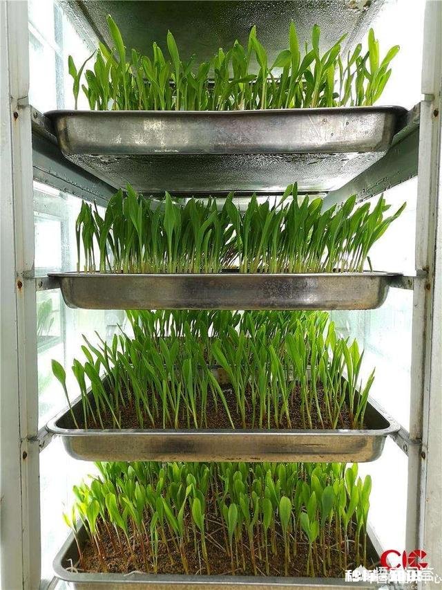 为什么会出现玉米苗长得大小不一的现象呢