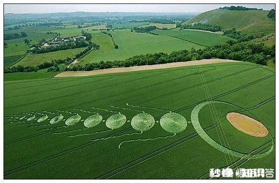 为什么会出现玉米苗长得大小不一的现象呢