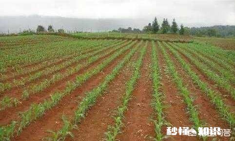 为什么会出现玉米苗长得大小不一的现象呢