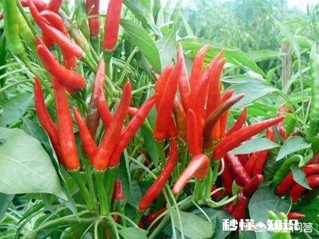 作为南方人很少吃辣椒，可是很想知道辣椒是怎么种植的都有哪些比较辣的品种