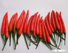 作为南方人很少吃辣椒，可是很想知道辣椒是怎么种植的都有哪些比较辣的品种