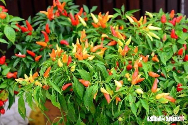 作为南方人很少吃辣椒，可是很想知道辣椒是怎么种植的都有哪些比较辣的品种