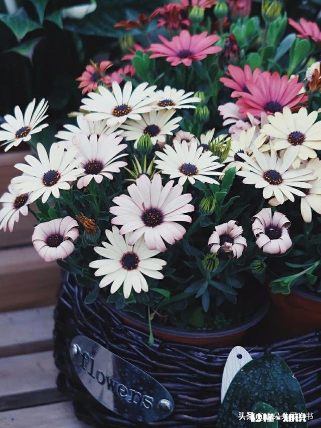 因为暗恋你受过多少委屈