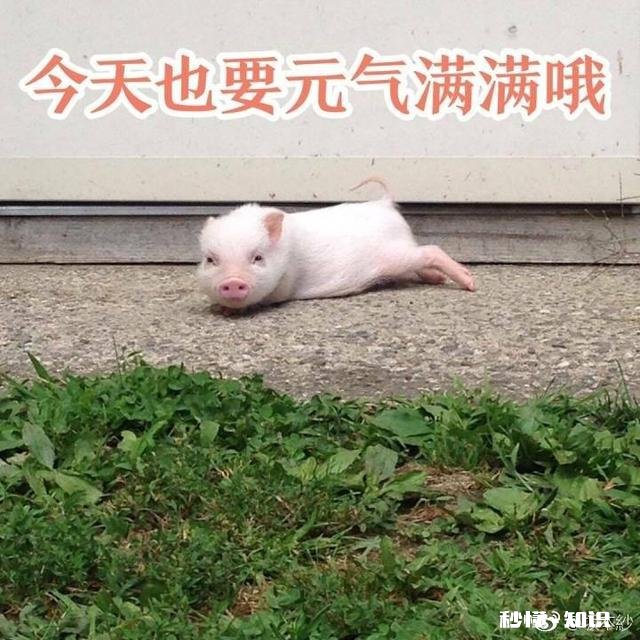 《王者荣耀》你认为KPL总决赛谁会赢