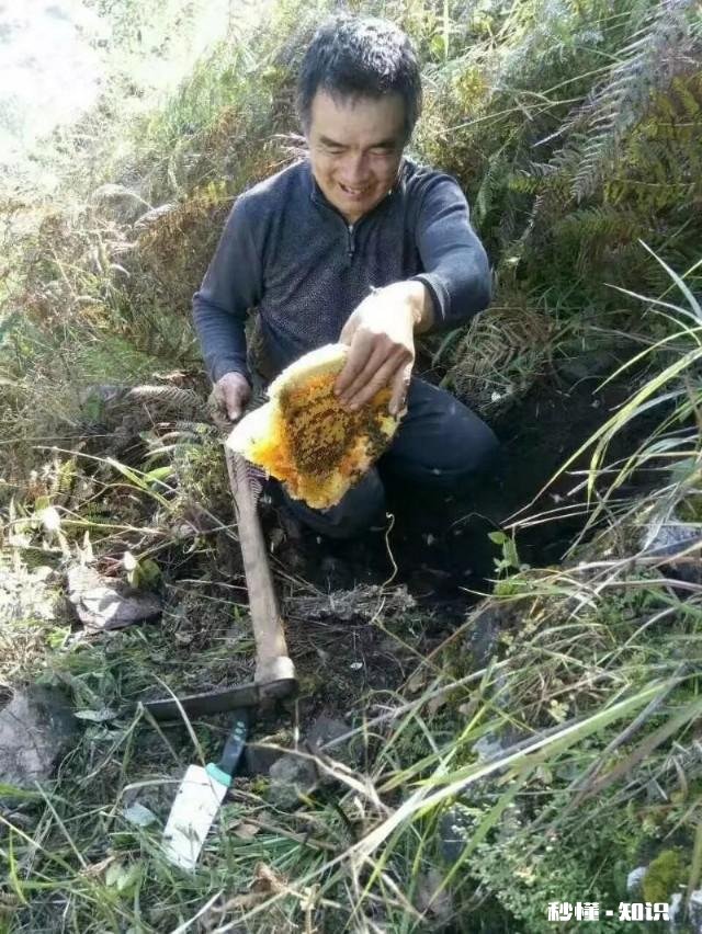 蜂蜜是舌尖上的甜食，是很多人喜欢的食品，有人说蜂蜜能储存10一20年之久，为什么能储存很久