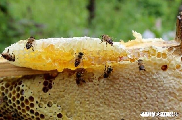 蜂蜜是舌尖上的甜食，是很多人喜欢的食品，有人说蜂蜜能储存10一20年之久，为什么能储存很久
