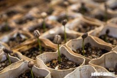 三农达人该如何带动农村发展