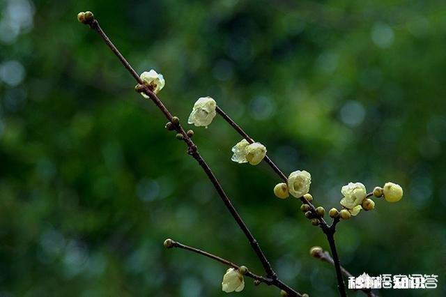 如何使用光圈优先与快门优先有哪些小技巧