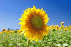 创业失败了，不知道下步怎么走，有没有大神指个方向