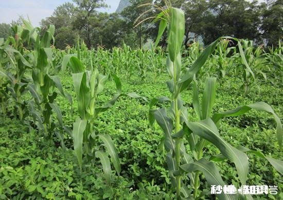 存款10万能在农村做些什么