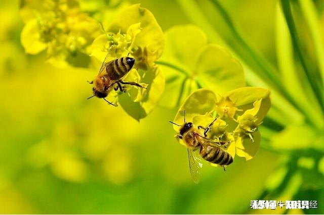 全民学习英语究竟有何必要