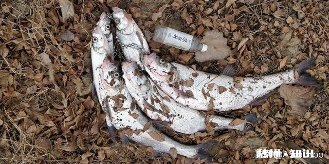 路亚对象鱼冬天水库鱼藏在什么地方