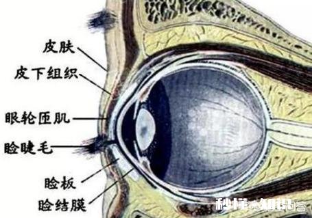 眼睑在眼睛的哪个位置