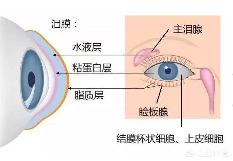 眼睑在眼睛的哪个位置