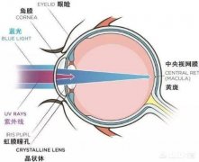 眼睑在眼睛的哪个位置