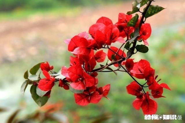 结婚后发现初恋还爱着你，还说想见你，怎么办