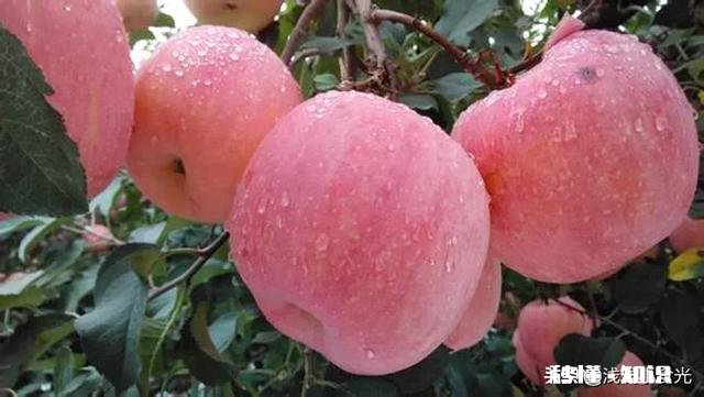 请问买的苹果太多除了放冰箱还有什么好办法放的更长时间