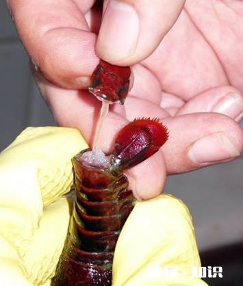 襄阳什么地方的虾子最好吃