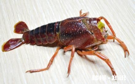 襄阳什么地方的虾子最好吃