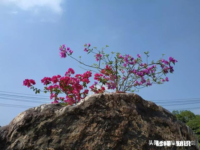 女孩子真的一定要嫁人吗