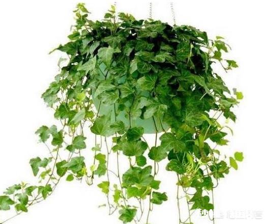 想让室内空气好一点,怎么办