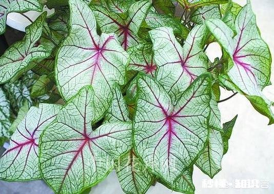 想让室内空气好一点,怎么办