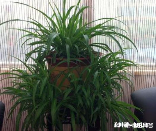 想让室内空气好一点,怎么办