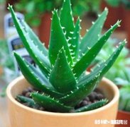 想让室内空气好一点，怎么办