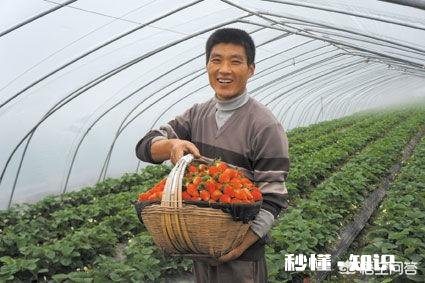 在农做什么比较赚钱收入最高呢