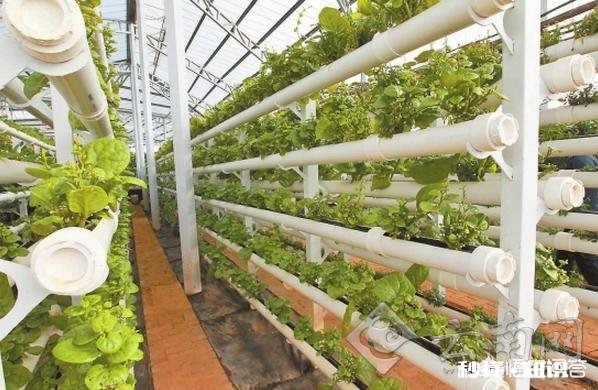 在农做什么比较赚钱收入最高呢