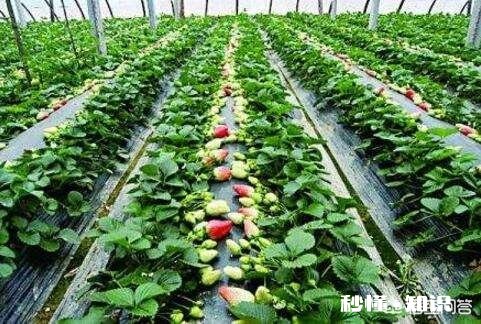 在农做什么比较赚钱收入最高呢