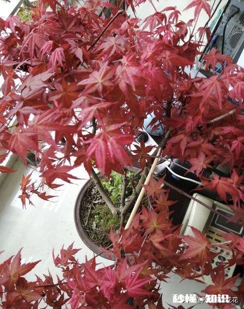 红枫叶上有白色叶子卷曲干枯是怎么回事