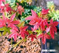 红枫叶上有白色叶子卷曲干枯是怎么回事