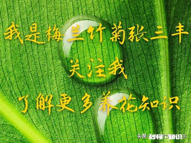 红枫叶上有白色叶子卷曲干枯是怎么回事