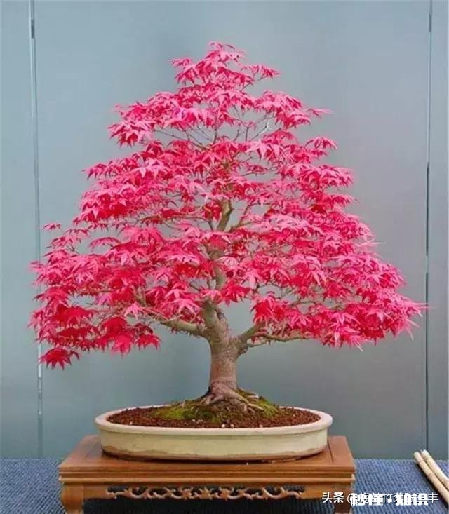 红枫叶上有白色叶子卷曲干枯是怎么回事