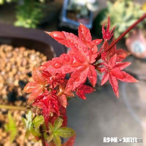 红枫叶上有白色叶子卷曲干枯是怎么回事