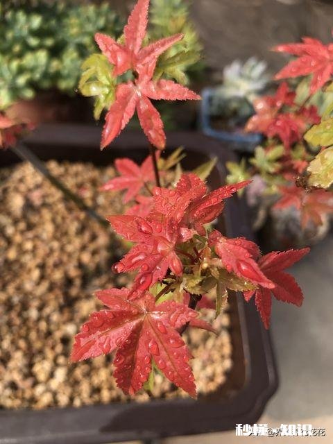 红枫叶上有白色叶子卷曲干枯是怎么回事