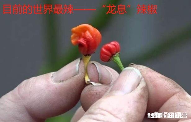 当魔鬼辣椒遇上四川人后,会发生什么事