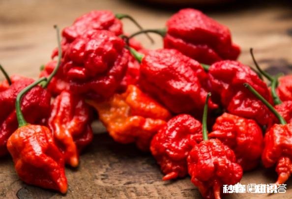 当魔鬼辣椒遇上四川人后,会发生什么事