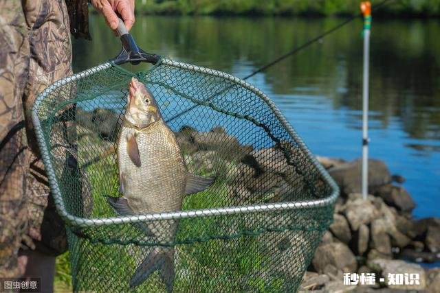气温异常的冬季,会对鱼儿造成怎么样的影响