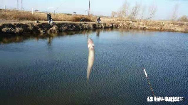 气温异常的冬季,会对鱼儿造成怎么样的影响