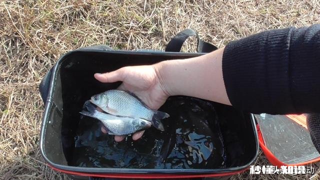气温异常的冬季,会对鱼儿造成怎么样的影响