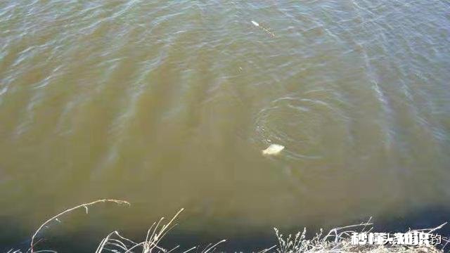 气温异常的冬季,会对鱼儿造成怎么样的影响