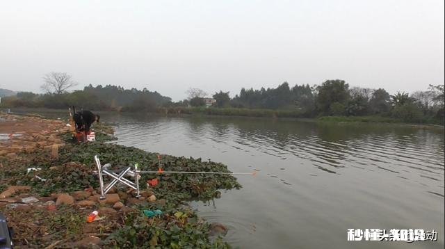 气温异常的冬季,会对鱼儿造成怎么样的影响